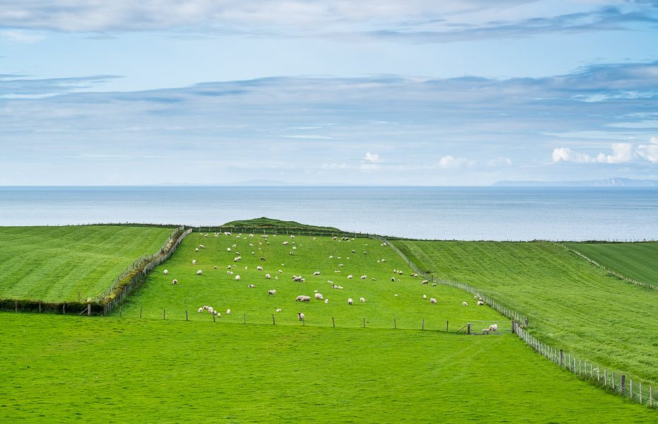 ziemeļīrijas pļavas ar aitām