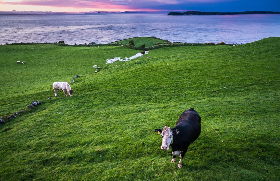 īru govis ziemeļīrijā