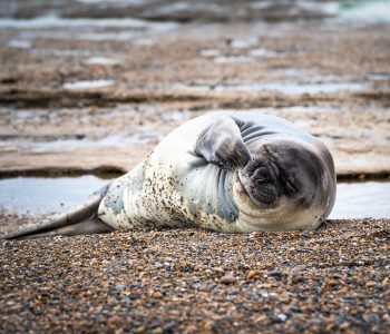 Stāstu vakars: 2.5 nedēļas Argentīnā