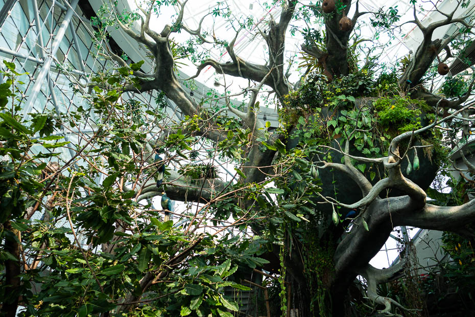 green planet dubaija