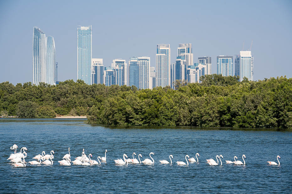 ras al khor rezervāts flamingo