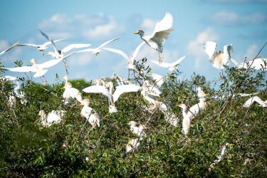 baltie gārņi argentīnā