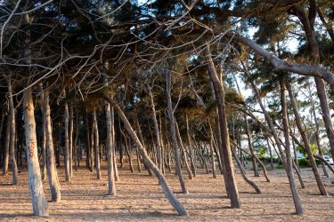 Montazas pils parks Aleksandrijā