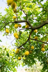 citroni amalfi krastā