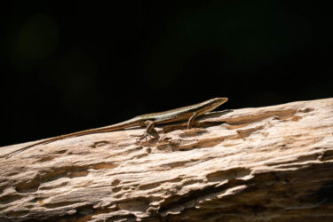 dzīvā daba seišelās