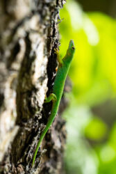 dzīvā daba seišelās