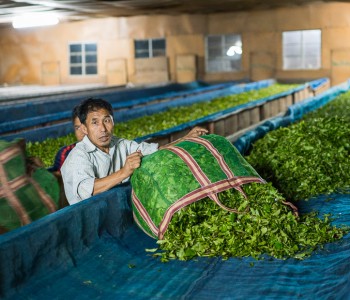 Skaties.lv: Kur aug īstā tēja?