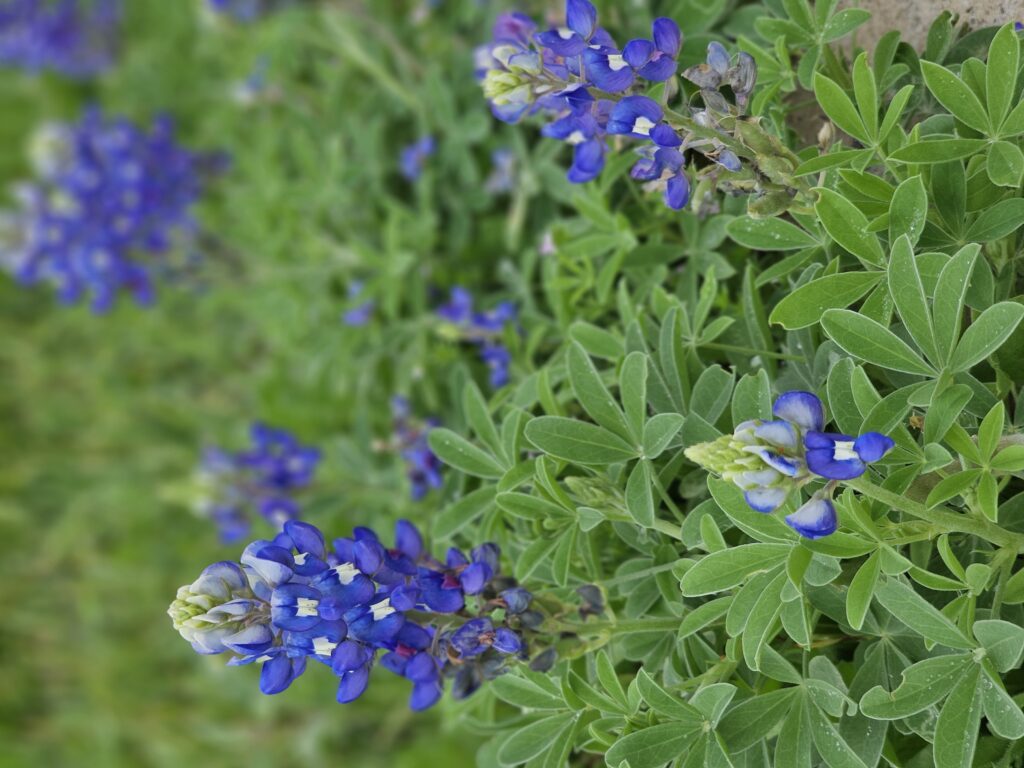 blue bonnet teksasa